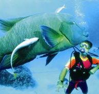 Cod Hole Dive Site - Surfers Gold Coast