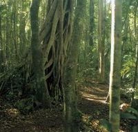 Mount Bithongabel - Surfers Gold Coast