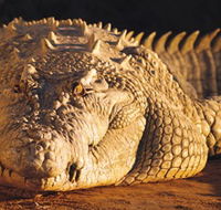 Koorana Crocodile Farm - Surfers Gold Coast