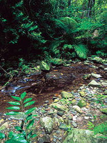 Wompoo Walk - Surfers Gold Coast 0