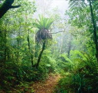 Lamington National Park Green Mountains Section - Surfers Gold Coast