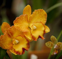 Queens Park - Orchid House - Surfers Gold Coast