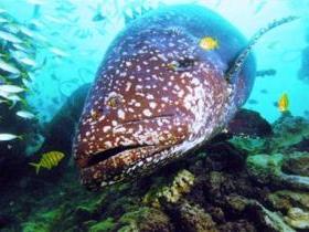 Lady Musgrave Island Dive Sites - Surfers Gold Coast 0