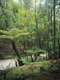 Fraser Island Great Walk - Surfers Gold Coast 0