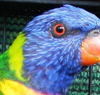 Fraser Coast Wildlife Sanctuary - Surfers Gold Coast