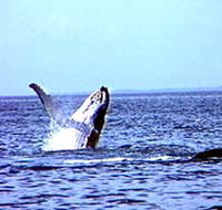 Whale Watching - Surfers Gold Coast