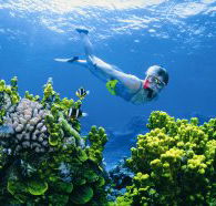 Wheeler Reef Dive Site - Surfers Gold Coast