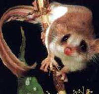 Carrowong Fauna Sanctuary - Surfers Gold Coast