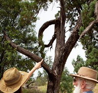 Charleville - Outback Native Timber Walk - Surfers Gold Coast