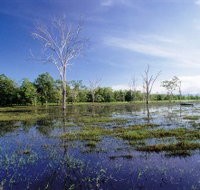 Tyto Wetlands - Surfers Gold Coast