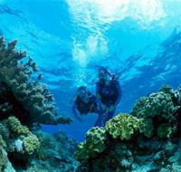 Coral Gardens Dive Site - Surfers Gold Coast