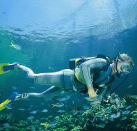 Manta Ray Bommie Dive Site - Surfers Gold Coast