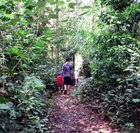 Malanda Falls Rainforest Walk Malanda Falls Conservation Park - Surfers Gold Coast