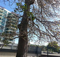 The Leichhardt Tree - Surfers Gold Coast