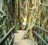 Curtain Fig Tree - Surfers Gold Coast