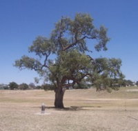Historic Coolabah Tree - Surfers Gold Coast