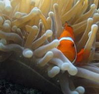 Flat Rock Dive Site - Surfers Gold Coast