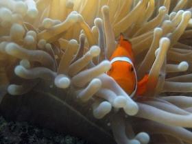 Flat Rock Dive Site - Surfers Gold Coast 0