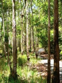 Hallorans Hill - Surfers Gold Coast 0