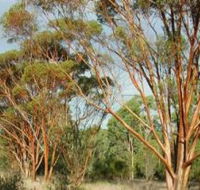 Myall Park Botanic Garden - Surfers Gold Coast