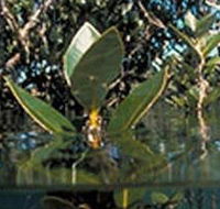 Jawbone Marine Sanctuary - Surfers Gold Coast