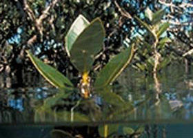 Jawbone Marine Sanctuary - Surfers Gold Coast 0