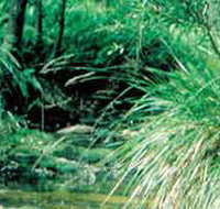 Lerderderg State Park - Surfers Gold Coast