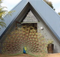 Halls Gap Zoo - Surfers Gold Coast