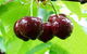 Red Hill Cherry Farm - thumb 0