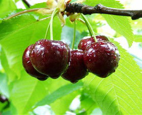 Red Hill Cherry Farm - Surfers Gold Coast 0