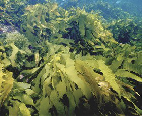 Barwon Bluff Marine Sanctuary - Surfers Gold Coast 0