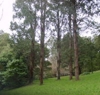 Mount Dandenong Arboretum - Surfers Gold Coast