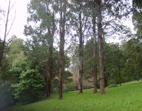Mount Dandenong Arboretum - Surfers Gold Coast 0