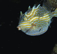 Mushroom Reef Marine Sanctuary - Surfers Gold Coast