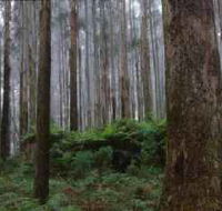 Kinglake National Park - Surfers Gold Coast