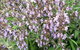 Otway Herbs - thumb 0