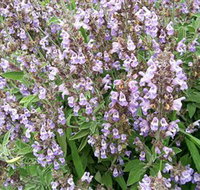 Otway Herbs - Surfers Gold Coast