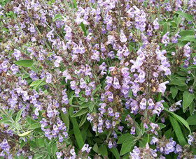 Otway Herbs - Surfers Gold Coast 0