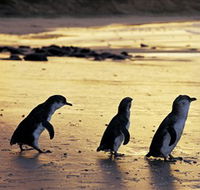 Phillip Island Nature Park - Surfers Gold Coast