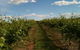 Chambers Rosewood Winery - thumb 0