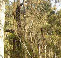 Warby-Ovens National Park - Surfers Gold Coast