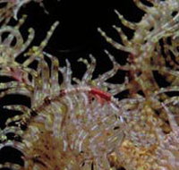 Point Danger Marine Sanctuary - Surfers Gold Coast