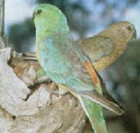 Lake Albacutya Regional Park - Surfers Gold Coast