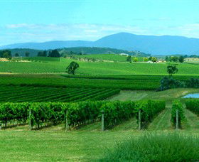 Acacia Ridge Vineyard - Surfers Gold Coast 0