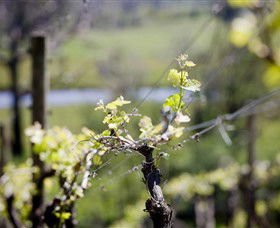 Michelini Wines - Surfers Gold Coast 0