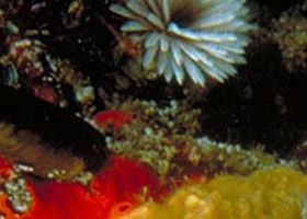 Point Cooke Marine Sanctuary - Surfers Gold Coast 0