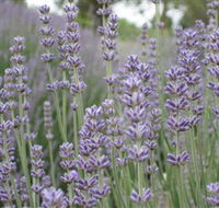 Warratina Lavender Farm - Surfers Gold Coast
