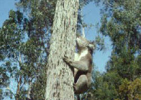 Creswick Regional Park - Surfers Gold Coast 0
