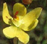 Langwarrin Flora and Fauna Reserve - Surfers Gold Coast