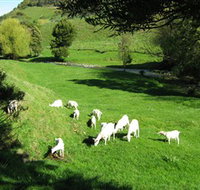 Goats of Gaia Soap - Surfers Gold Coast